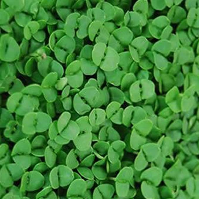 Genovese Basil Microgreens Seeds - 4 oz ~ 64,000 Seeds - Non-GMO Bulk Seed for Growing Micro Herbs, Indoor Gardening, Herb Garden, Micro Greens