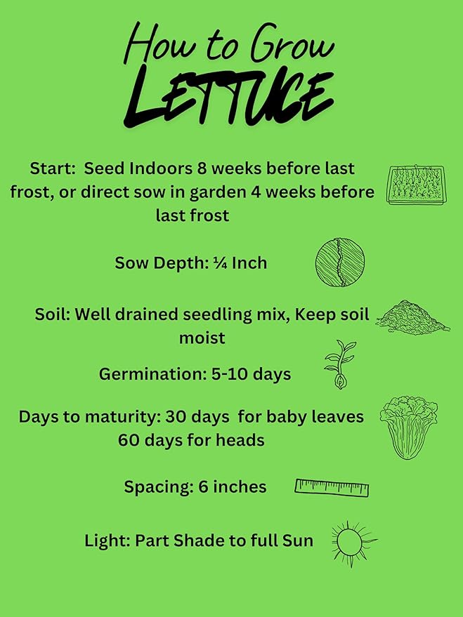 The Living Farm, Cold Hardy Lettuce Seed Collection, Non GMO, Hierloom, Open Pollinated, 2400mg of Seed Latuca Sativa