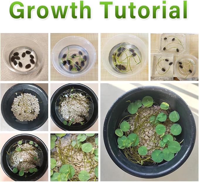 60pcs Mix Bonsai Lotus Seeds for Planting in Water Bowl Lotus Seed Water Lilys Flower Plant for Ponds and Gardens