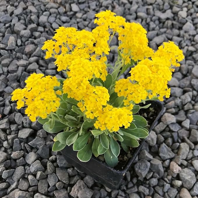 Mixrug 19995+ Fragrant Yellow Creeping Thyme Seeds Ground Cover, Thymus Serpyllum Seeds,Between Stepping Stones Seed Bee-Friendly Carpet Lawn Alternative & Pathway Filler Low Maintenance