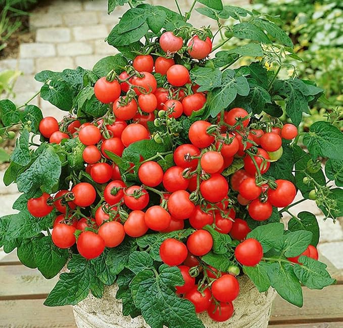 Seeds Indoor Red Tomato Red Robin - Year-Round to Plant - Heirloom Vegetable - GMO Free