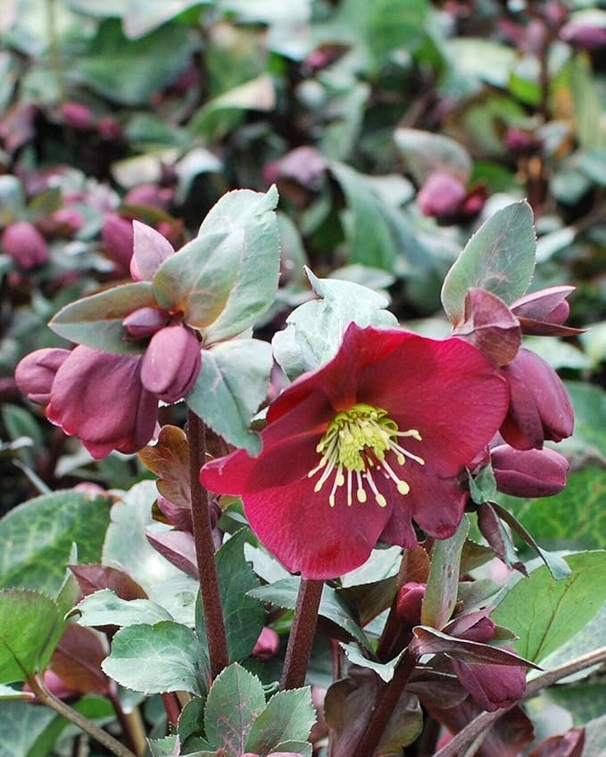 Perennial Farm Helleborus Frostkiss® Anna's Red No. 1