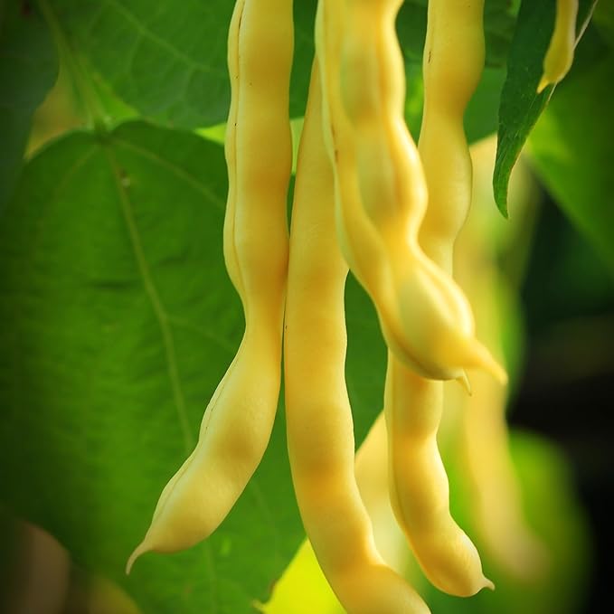 The Old Farmer's Almanac Heirloom Gold Rush Wax Bean Seeds - Premium Non-GMO, Open Pollinated, Heirloom, USA Origin (1 Packet - 20 Grams - Approx 60 Seeds)