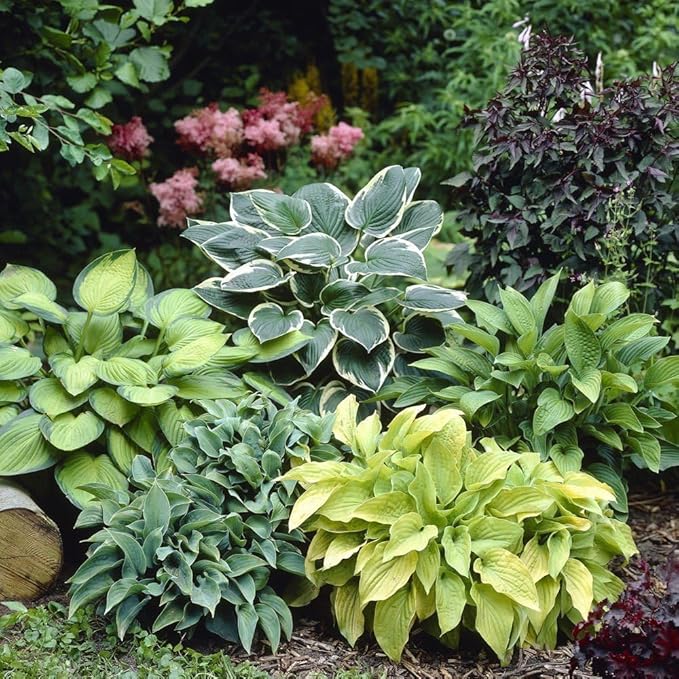 6-Pack Mixed Hosta Root Value Bag | Vibrant Variety for Beautiful Summer Perennial Gardens - Shade or Part Sun Loving - Low Maintenance Easy to Grow