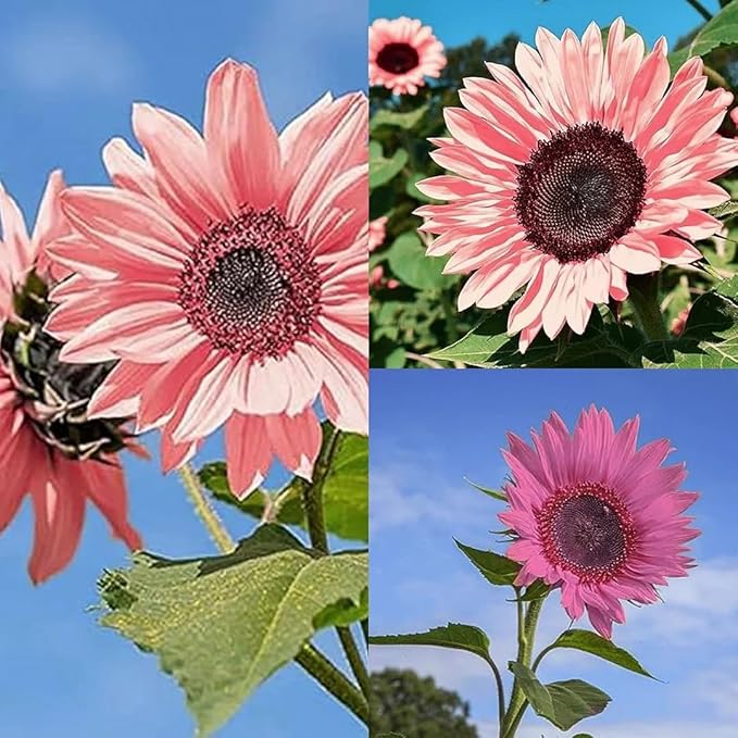 50pcs Non-GMO Pink Sunflower Seeds for Planting - High Germination Rate - Heirloom Flower Variety for Your Beautiful Garden Planting Instructions for Easy Grow - Great Gardening Gifts