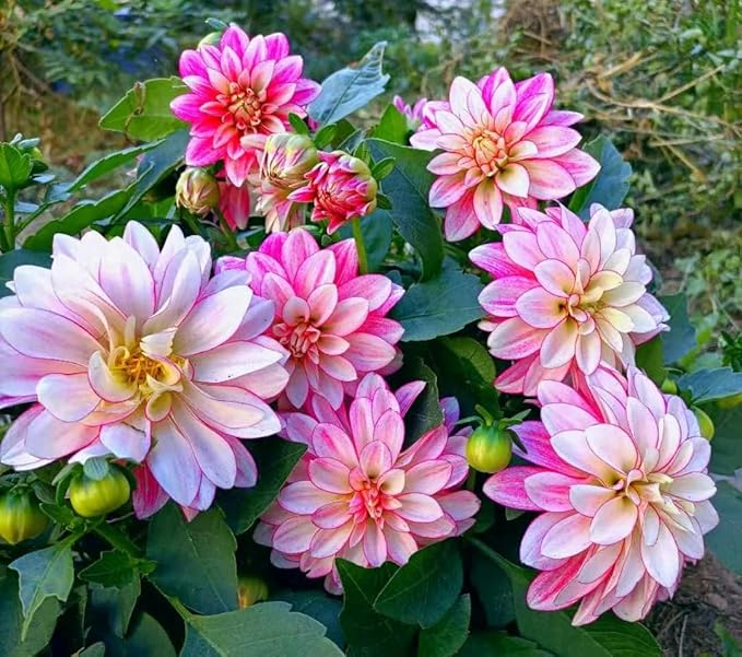Rare Mix Dahlia Pompon Flower Seeds Colorful Variabilis Beautiful Annual Outdoor Lawn Plant Bonsai Flowering Seeds Bloom 100pcs