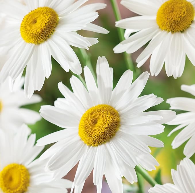 5000+ Chrysanthemum Shasta Daisy Flower Plant Seeds Outdoor -Perennial Chrysanthemum Seeds for Planting Flowers Non-GMO Heirloom