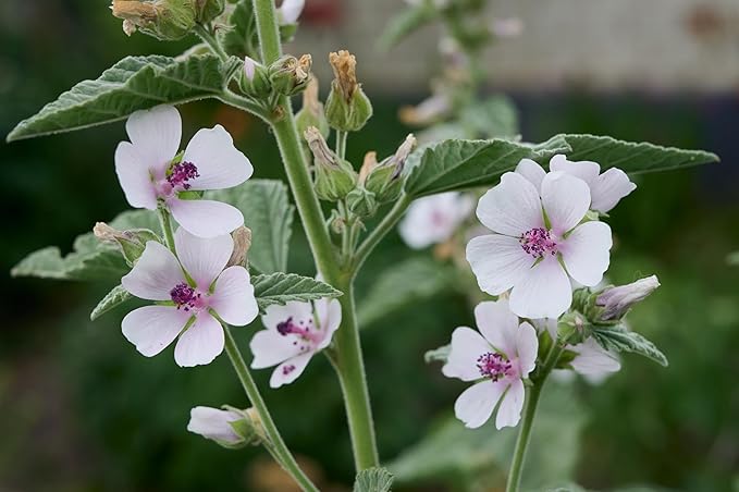 TKE Farms & Gardens - Marshmallow Seeds for Planting, 250+ Non-GMO, Heirloom Seeds, Grow Marshmallow Root for Herbal Tea, Perennial Herb, Instructions Included