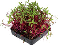 Detroit Dark Red Beet Seeds - Non-GMO Bulk Heirloom Seed for Growing Microgreens, Vegetable Gardening, Garden Salad Garnishes, More (1 Lb)