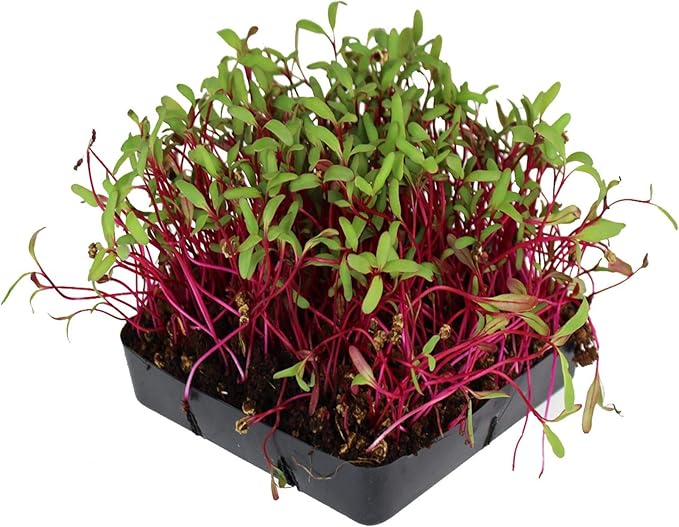 Detroit Dark Red Beet Seeds - Non-GMO Bulk Heirloom Seed for Growing Microgreens, Vegetable Gardening, Garden Salad Garnishes, More (1 Lb)