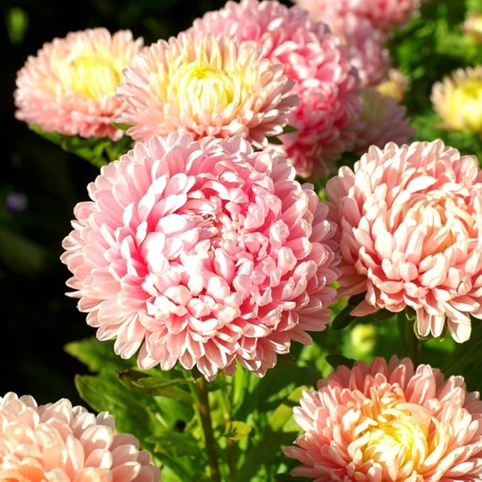 Outsidepride Paeony Aster Seeds - 2,000 Pcs Annual, Hardy & Pollinator Friendly Flower Seeds for Planting Vibrant Double Incurved Pink Petals, Ideal for Meadows & Aesthetic Gardens