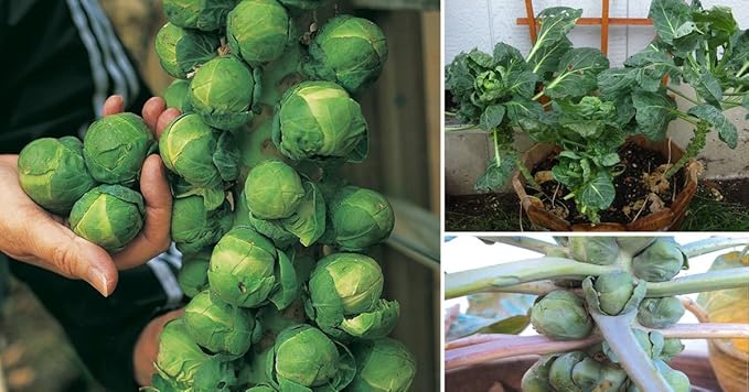 Seeds Brussels Sprouts Cabbage Green Indoor Heirloom Vegetable Non GMO