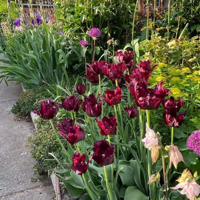 10 Tulip Bulbs for Spring Planting, Black Parrot Tulip Bulbs for Fall Planting, Flower Bulbs Growing
