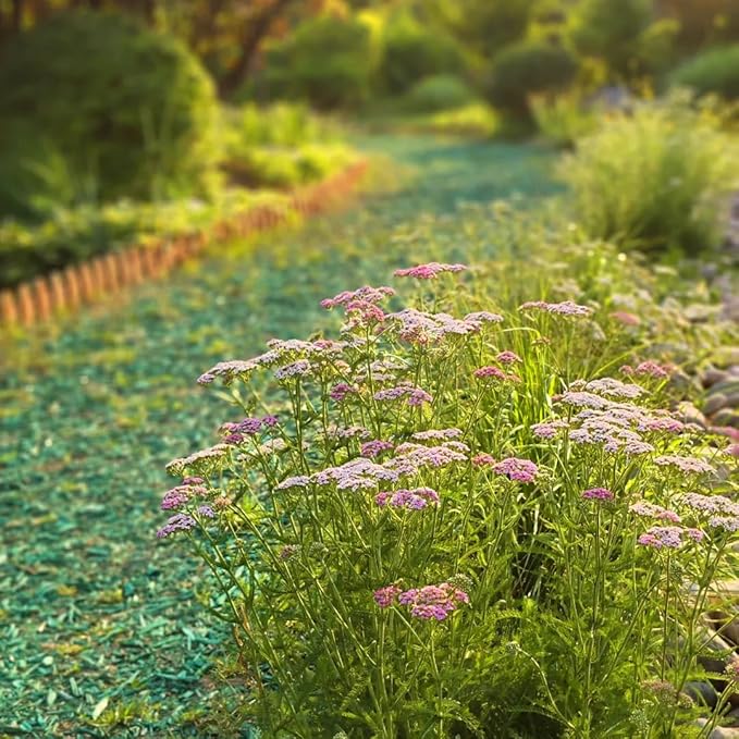 Colorful Yarrow Seeds for Planting, 1000+pcs Rare Perennial Achillea Yarrow Flower Seeds Non-GMO Heirloom Herbs Plants, Open Pollinated Beauty Home Garden for Outdoors