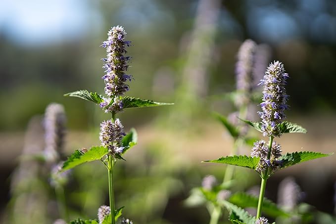 Plant Good Seed Korean Licorice Mint Seeds for Planting: Perennial Herb, Purple Flowers - 50 Seed Packet