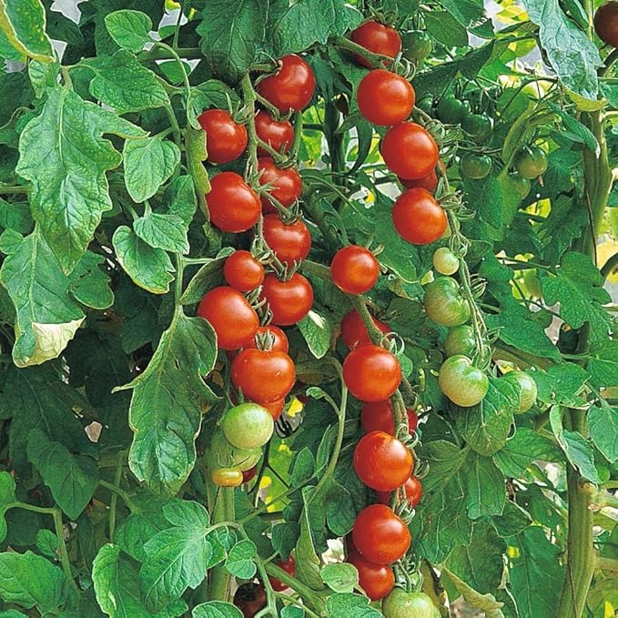 Seeds Cherry Tomato Sugar Lump Gardener's Delight Heirloom Vegetable for Planting Non GMO