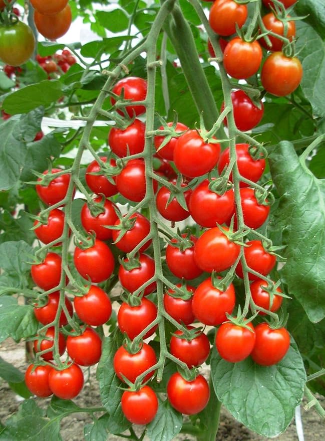Tomato 'Red Cherry' Seeds – Indeterminate Annual Vegetable (Solanum lycopersicum) | 55–65 Days, Open-Pollinated, Sweet & Juicy Cherry Tomatoes