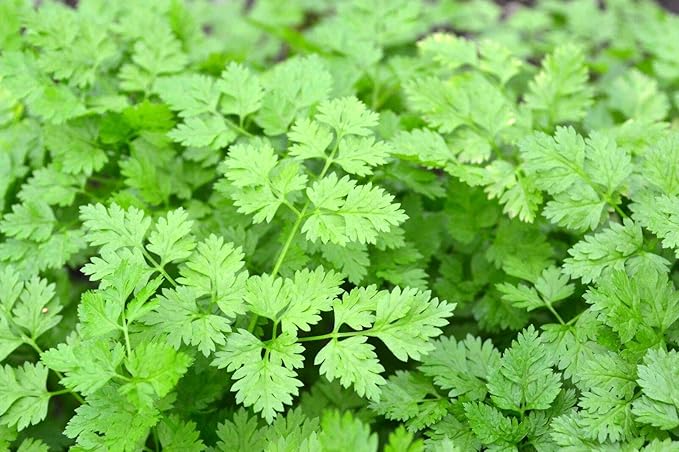 Chervil Seeds,100 Count COOL BEANS N SPROUTS Brand. Home Gardening.