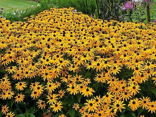 1000 Black-Eyed Susan Gloriosa Daisy Flower Seeds, Yellow, Biennial, Beautiful, Rudbeckia Hirta, from USA