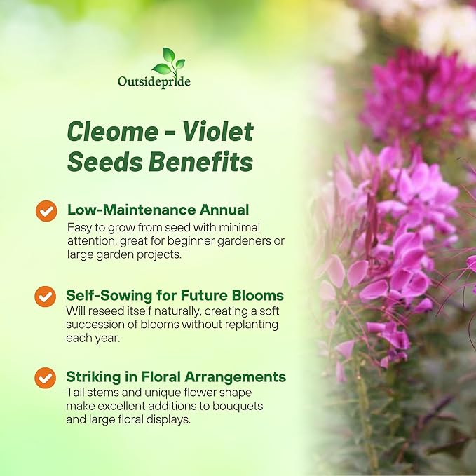 Outsidepride Violet Cleome Seeds - 2000 Pcs Annual Flower Seeds with Large, Airy, Spidery Blooms, Drought Tolerant Spider Plant for Xeriscaping, Flower Bed, Border, Pollinator, & Cut Flower Garden