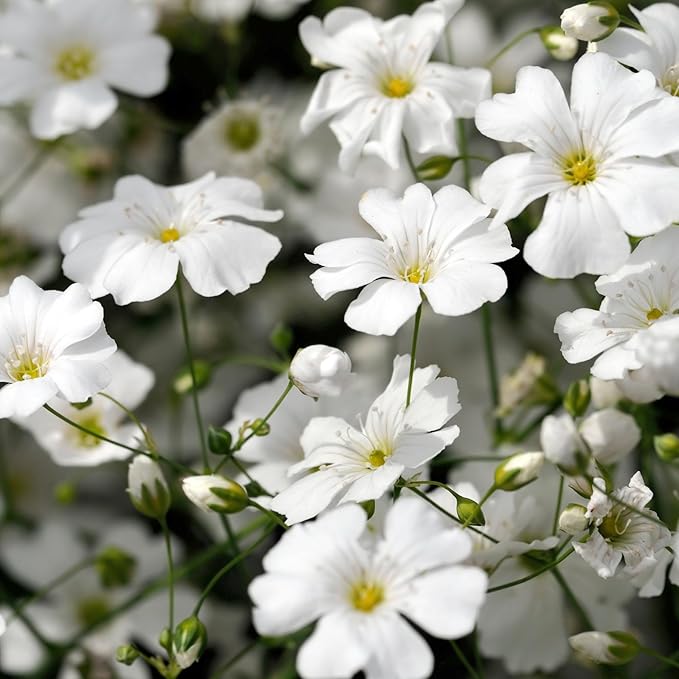 Seed Needs White Baby's Breath Seeds for Planting - Heirloom & Open Pollinated Annual Flowers - Perfect for a Butterfly Garden, Bouquets & Floral Arrangements (XL Packs)