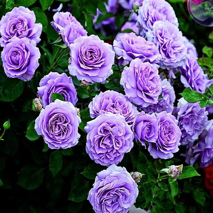 200+ Rose Hybrid Seeds for Planting Outdoor-Perennial Rare Rose Flowers Plant for Your Grarden Home