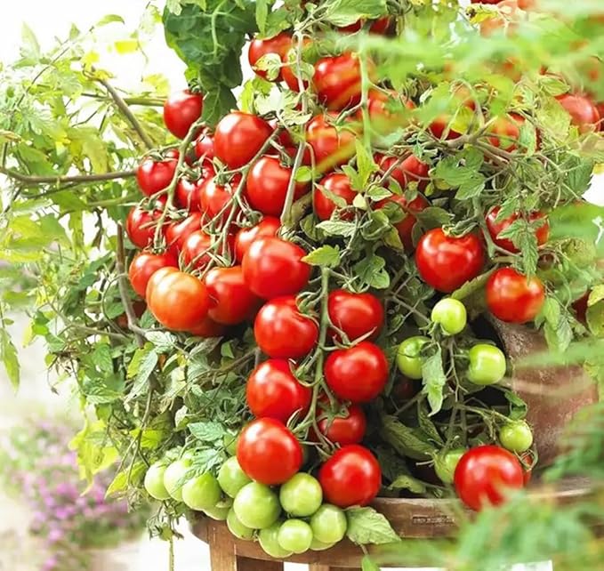 100PCS Yellow & Red Dwarf Cherry Tomato Seeds for Planting Indoor Outdoor Sweet Vegetable Seeds Heirloom