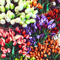 20 Top Size Tulip Bulbs for Spring Planting, Mixed Tulip Flower Bulbs, Bulk Pack of Colorful Tulips for Spring Blooms, Grow Flowerbeds, Fresh Harvest