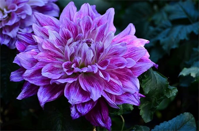 Rare Beautiful Perennial Mixing Color Dahlia Flowers Seeds 100PCS