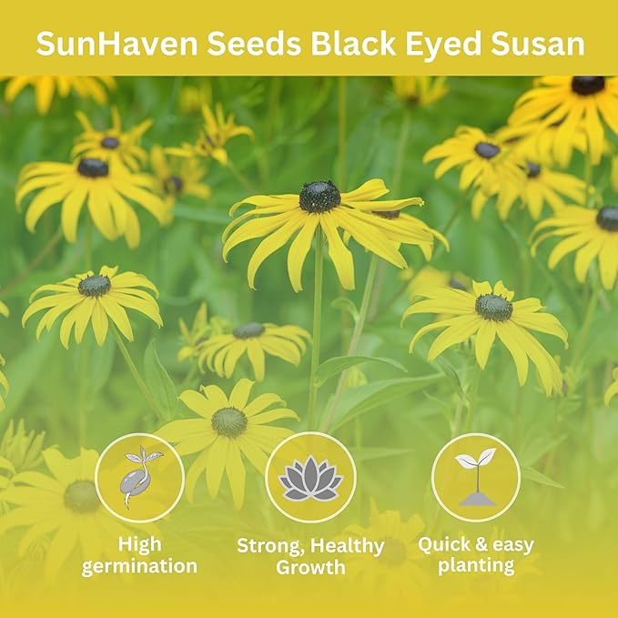 Black Eyed Susan Seeds – 100,000+ Seeds – 1 oz Bulk Extra Large Resealable Packet – Premium Non-GMO Rudbeckia hirta Wildflower Seeds with Bright Yellow Blooms