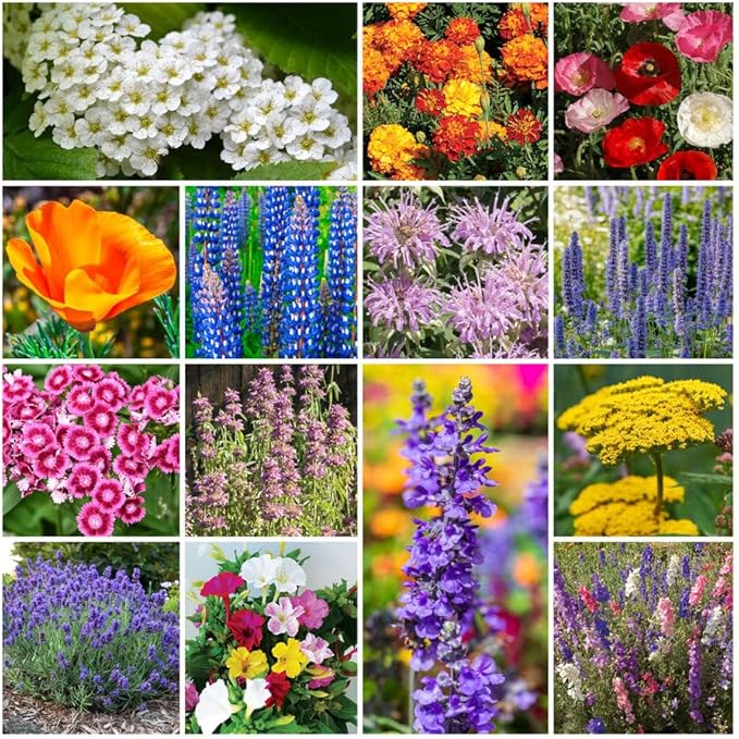 Grow Your Own Vibrant Annual and Perennial Wildflower Garden Seed Mixture, Varieties for Pollinators and Spring Gardens - Deer Resistant Mix, 1/4 lb