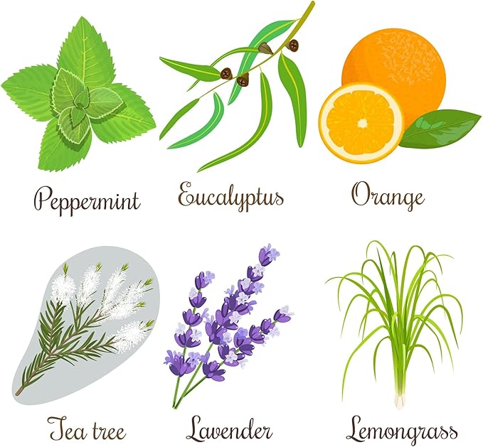 Essential Oils Garden Seed Kit - Grow Peppermint, Tea Tree, Lavender, Eucalyptus, Lemongrass, Orange