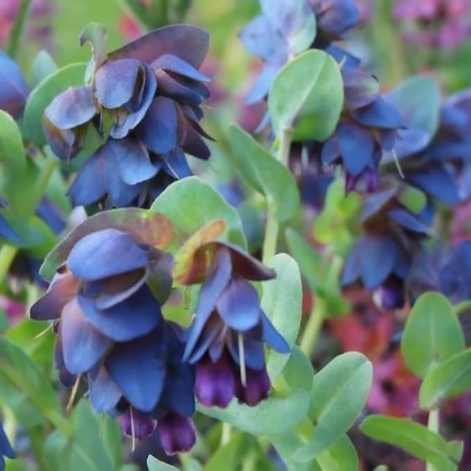 Cerinthe Major Honeywort Flower Seeds for Planting, 100 Purple-Blue Honeywort Seeds, Perennial Plants, Non-GMO Heirloom Major Honeywort Seed for Garden, Borders, Container Displays