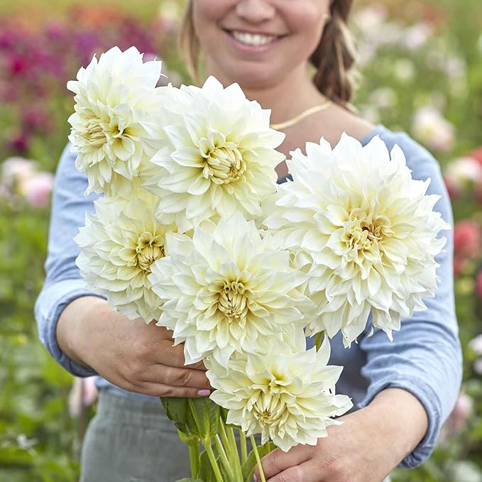Eden Brothers Dahlia Bulbs - Cafe Au Lait Supreme, Non-GMO Bulbs for Planting, 2 Bulbs | Low-Maintenance Flower Bulbs, Plant During Spring, Zones 8, 9, 10, 11
