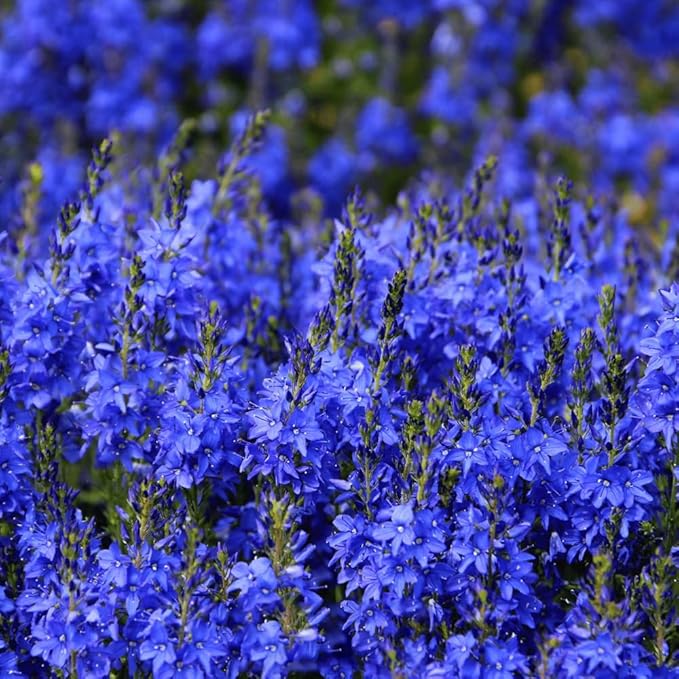 500+ Creeping Veronica Speedwell Seeds for Planting,Ground Cover Seeds,Deer Resistant Perennial Flower Seed Non-GMO Heirloom for Home Outdoor Garden