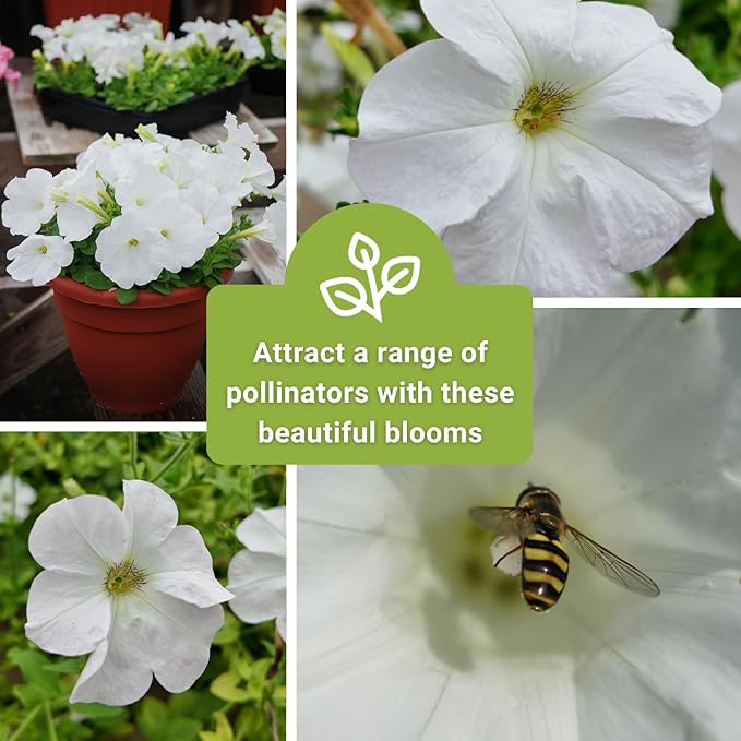 Sow Right Seeds - Snowball Petunia Seeds for Planting Outdoors - Non-GMO Heirloom Variety - Dwarf Flower - Easy to Grow White Petunias - Ideal for Flower Beds, Garden Borders, Containers (3)