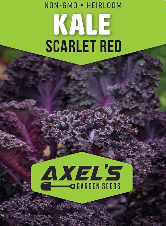 Scarlet Red Kale Seeds for Planting – Plant & Grow Heirloom Scarlet Red Kale in Home Outdoor Vegetable Garden, Brassica oleracea – 3 Packets