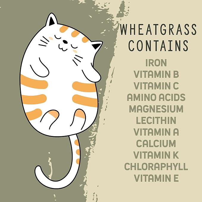 Organic Wheatgrass Cat Grass Premium Grow Kit 4 Pack | 100 % Wheatgrass Seeds Non‑GMO Seeds for Cats & Humans