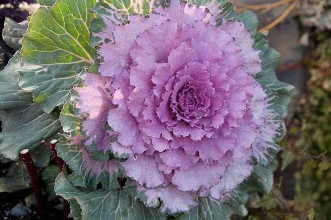Seeds Flowering Kale Large Leaf Mix Ornamental Cabbage Non GMO Vegetable for Planting