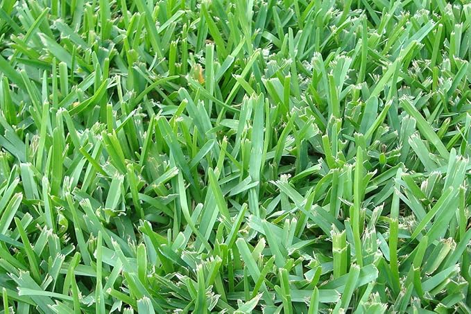 St. Augustine 'Floratam' 3 Inch Sod Plugs - 6 Extra Large Live Plugs - Drought, Salt and Shade Tolerant Turf Grass