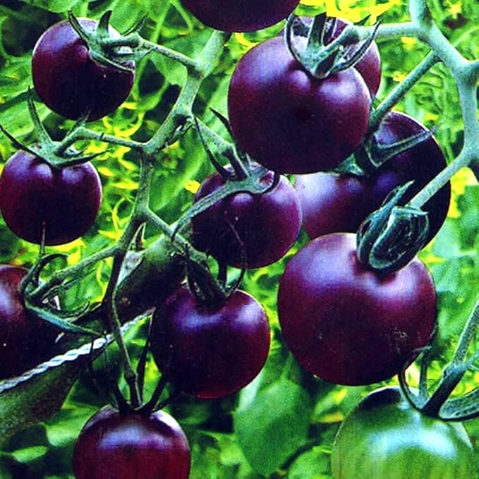 Seeds Rare Purple Tomato 30+ Seeds for Planting Indeterminate Tomato
