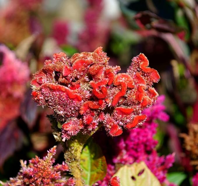 Celosia Cristata Seeds for Planting - 200 Celosia Cristata Seeds Multicolor Flower Seeds for Outdoor Home Garden Flower Seeds Gardening Supplies