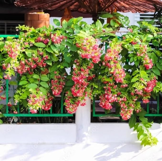 5 Rangoon Creeper Seeds, Red Pink Quisqualis Flower Seeds Combretum indicum Seed