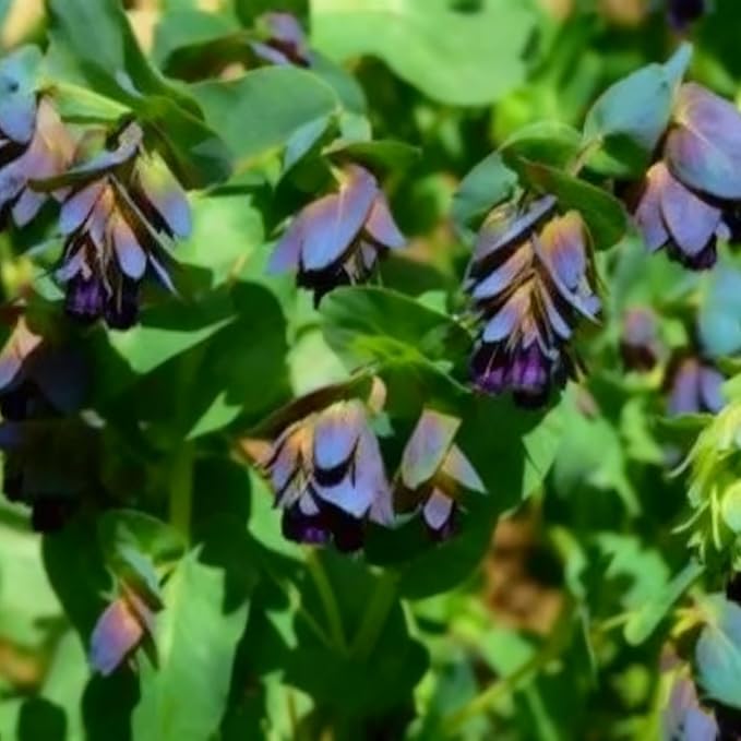 Cerinthe Major Honeywort Flower Seeds for Planting, 100 Purple-Blue Honeywort Seeds, Perennial Plants, Non-GMO Heirloom Major Honeywort Seed for Garden, Borders, Container Displays
