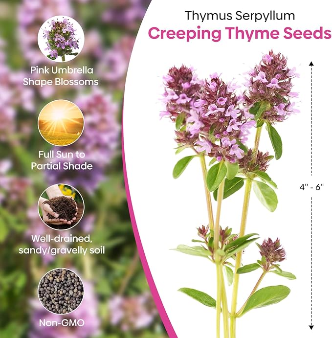 20000+ Creeping Thyme Seeds Ground Cover Plant, Perennial Thyme Flower Seeds for Planting Outdoor, Low Maintenance, Grown in The USA