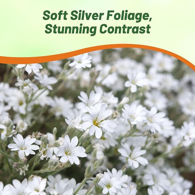 Outsidepride Snow in Summer Seeds - 5000 Pcs. Perennial, Drought-Tolerant & Easy to Grow, Ground Cover Seeds for Planting Silver Foliaged, White Blooms, Great for Rock Gardens, and Dry Landscapes