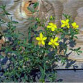 St John's Wort Seeds (20+ Seeds) | Non GMO | Vegetable Fruit Herb Flower Seeds for Planting | Home Garden Greenhouse Pack