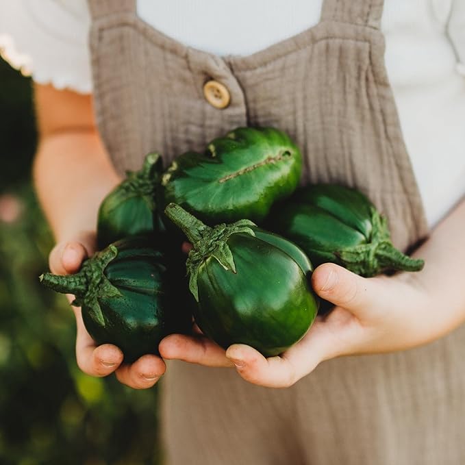 Jilo Morro Redondo Eggplant - 25 Seeds - Brazilian Heirloom Green Eggplant, Non-GMO Eggplant Seeds for Planting in The Home Garden, Thresh Seed Company