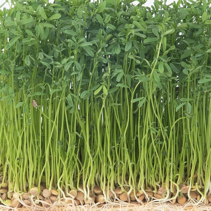 Todd's Seeds Sprouting Green Lentil Seeds, Heirloom, Non-GMO, Chemical Free, High Germinating (One Pound)