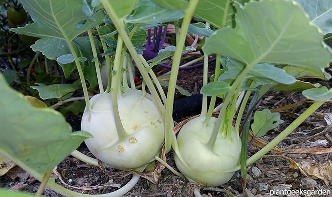 Seeds Vegetable Kohlrabi Giant Cabbage Biennial Green - 100 Seeds